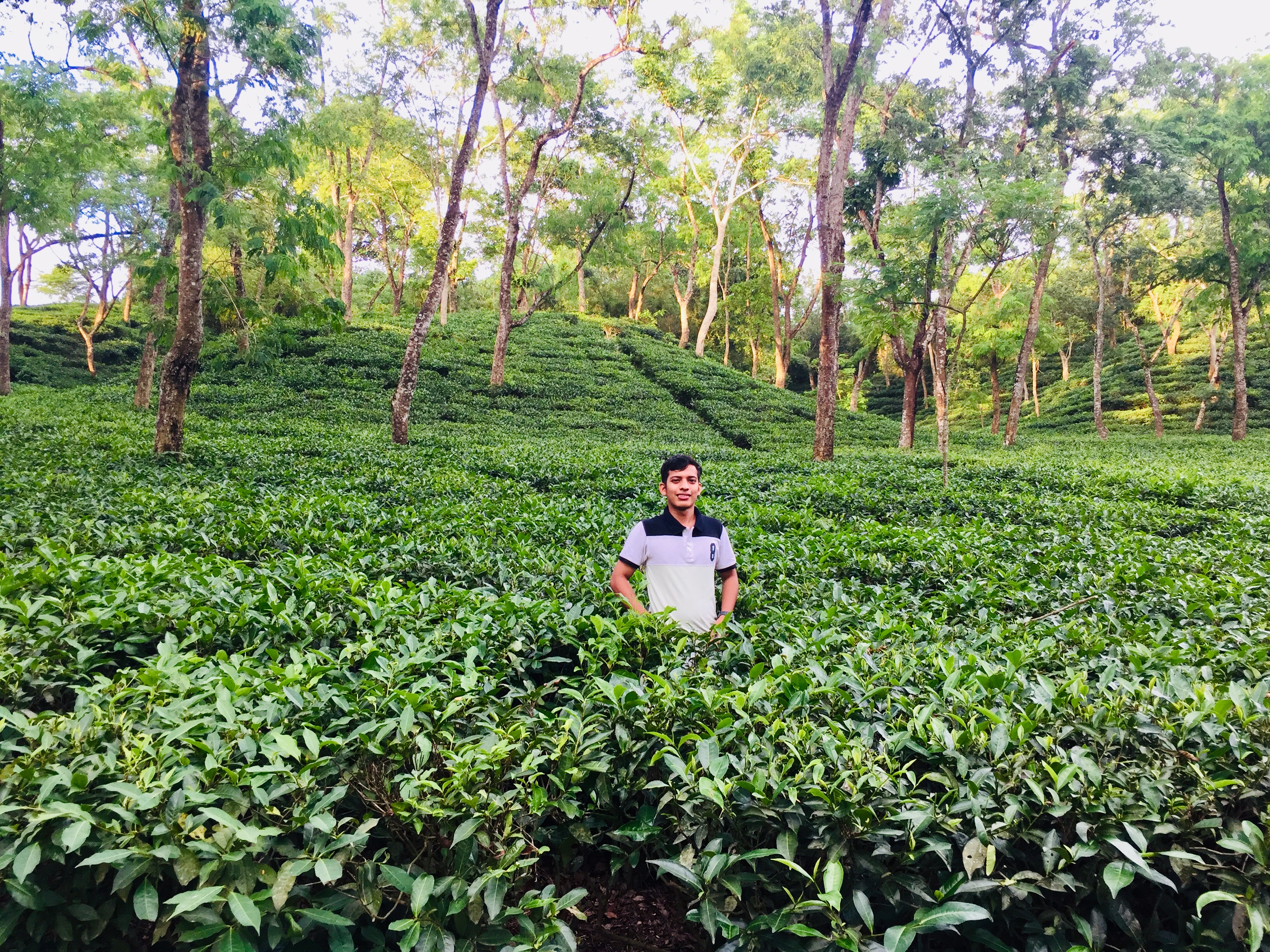 মাধবপুর লেক ও চা-বাগান